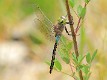 _MG_2036 Anax parthenope